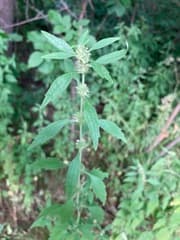 Horehound Lungwort (Cardiaca marrubiastrum)