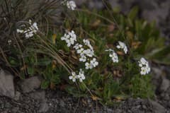 Alpine Rockcress (Arabis alpina)