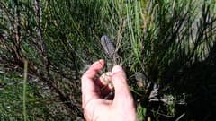 Field Sheoak (Allocasuarina campestris)