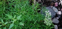 Fischer's meadow rue (Cenolophium fischeri)