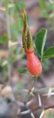 Afghan Rose (Rosa maracandica)