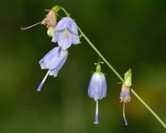 Ladybells (Adenophora)