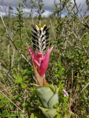 Bromeliad (Aechmea bromeliifolia)