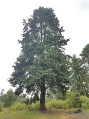 Mexican White Cedar (Cupressus lusitanica)