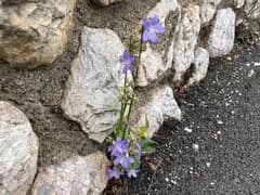 Chimney Bellflower (Campanula pyramidalis)