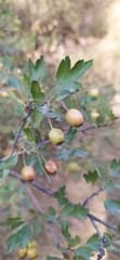 False-leaved hawthorn (Crataegus pseudoheterophylla)