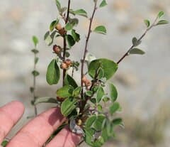Sweet Cotoneaster (Cotoneaster suavis)