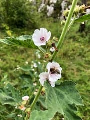 Marsh Mallow (Althaea officinalis)