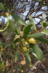 Sydney Golden Wattle (Acacia longifolia)