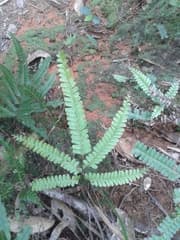 Ribbon fern (Nesolindsaea)
