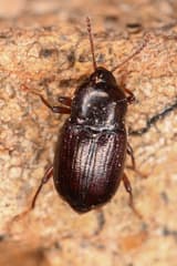 Scaphium (Scaphium)