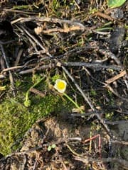 Batrachium eradicatum (Batrachium eradicatum)