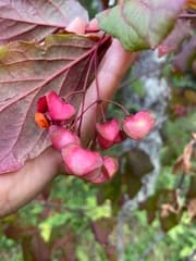 Broadleaf Spindle (Euonymus latifolius)