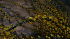Wattle (Acacia leptospermoides)