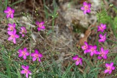 Fame Flower (Talinum)