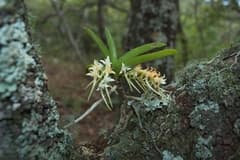 None (Cyrtorchis)