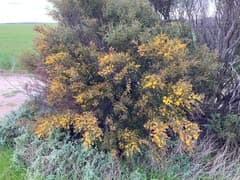 Slender Wattle (Acacia acuaria)