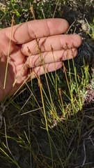 few-flowered sedge (Carex microglochin)