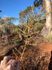 Prickly-leaved Wattle (Acacia erinacea)