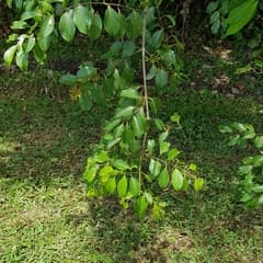Cat's Claw (Uncaria)