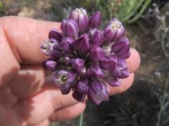 Drege's onion (Allium dregeanum)