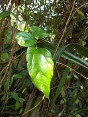 Tiliacora (Tiliacora acuminata)