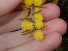 Hairy Bitter-pea (Acacia declinata)
