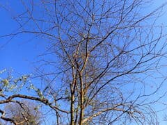 Kirk's Wattle (Acacia kirkii)
