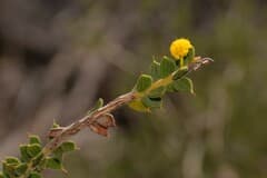 Weeping wattle (Acacia comans)