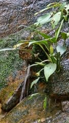 Alocasia (Aridarum)