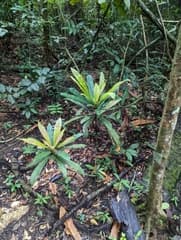 Climbing-snake vine (Ancistrocladus tectorius)