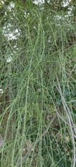 Foliate Ephedra (Ephedra foliata)