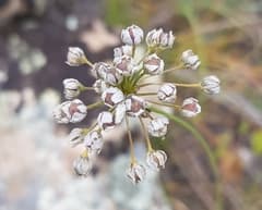 Allium anisopodium (Allium anisopodium)
