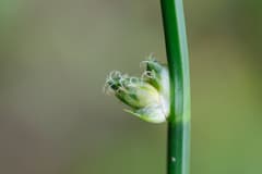 Schoenoplectus juncoides (Schoenoplectiella juncoides)