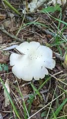 Abrupt-bulb agaricus (Agaricus abruptibulbus)