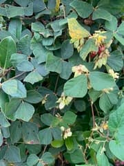 Snoutbean (Rhynchosia volubilis)
