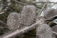 Sharp-leaved Sheoak (Allocasuarina acutivalvis)