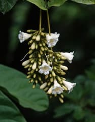 Cape Jasmine (Fagraea)