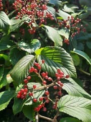 Linden Viburnum (Viburnum dilatatum)