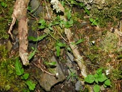 Rock Cress (Arabidopsis halleri)