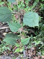 Ramie (Boehmeria nivea)