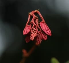 Purple Orchid Tree (Bauhinia phoenicea)