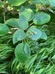 Maximowicz's Alder (Alnus maximowiczii)