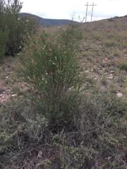 Blue Tongue Plant (Machaonia)