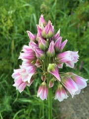 Three-footed onion (Allium tripedale)