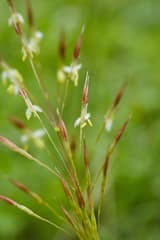 Lovegrass (Chrysopogon aciculatus)