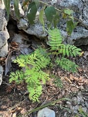 Wattle (Acacia)