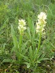 Ruprecht's Orchid (Dactylorhiza ruprechtii)