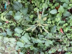 Egyptian Papyrus (Cyperus cyperoides)