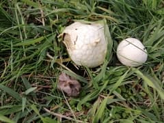 Lead-colored puffball (Bovista plumbea)